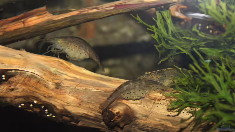 Caridina multidentata von maxheadroom (65)