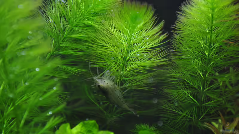 Caridina multidentata von Michael Z. (15)