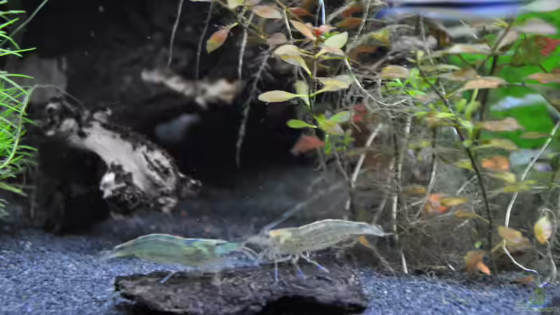 Caridina multidentata von Michael Z. (17)