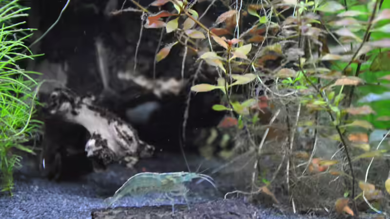 Caridina multidentata von Michael Z. (18)