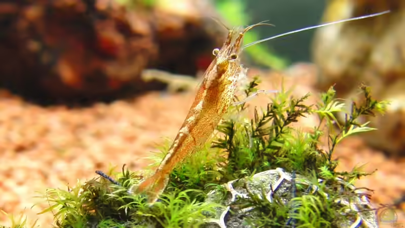 Caridina rotbraun von Dario (7)