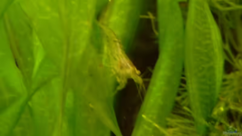 Caridina simoni simoni im Aquarium halten (Einrichtungsbeispiele mit Sri Lanka Zwerggarnelen)