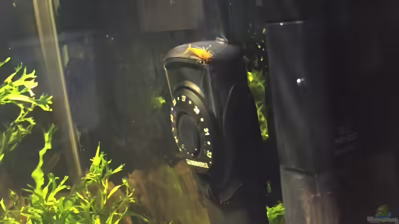 Caridina thambipillai von Felix Krause (9)