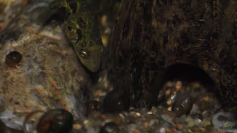 Carinotetraodon travancoricus - Anpirschverhalten von Deino (26)