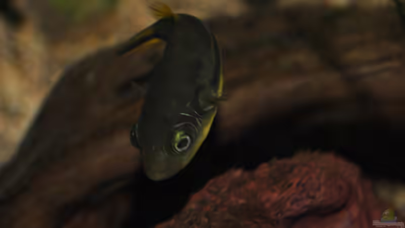 Carinotetraodon travancoricus - Anpirschverhalten von Deino (27)