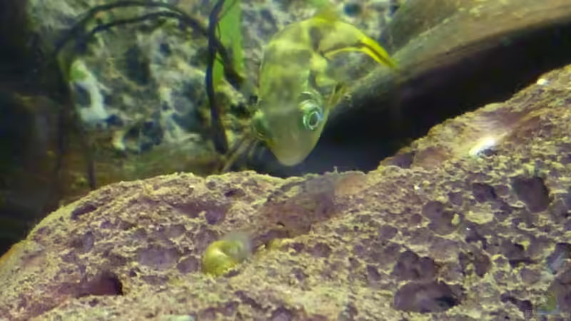 Carinotetraodon travancoricus - Anpirschverhalten von Deino (28)