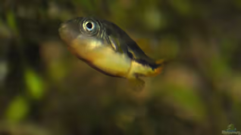 Carinotetraodon travancoricus - Männchen von Deino (20)