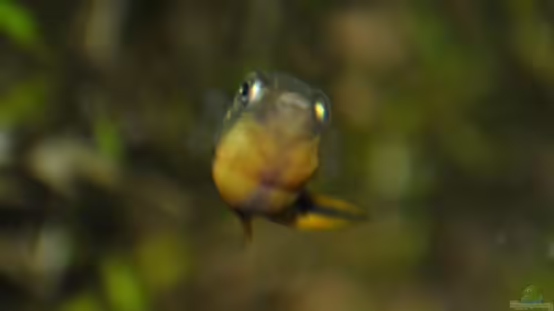 Carinotetraodon travancoricus - Männchen von Deino (24)