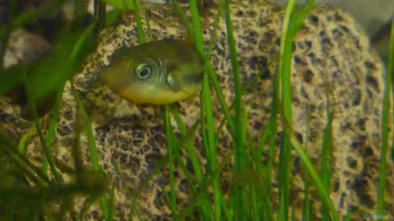 Carinotetraodon travancoricus - Männchen von Deino (25)