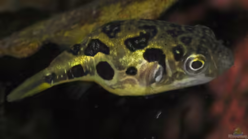 Carinotetraodon travancoricus - Weibchen von Deino (21)