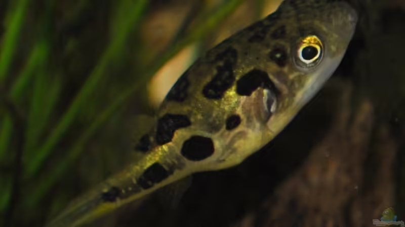 Carinotetraodon travancoricus - Weibchen von Deino (22)