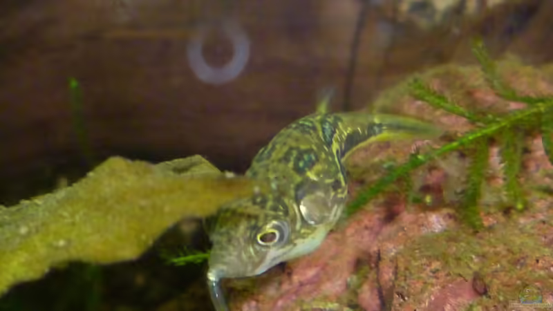 Carinotetraodon travancoricus beim Fressen einer weißen Mückenlarve von Deino (30)