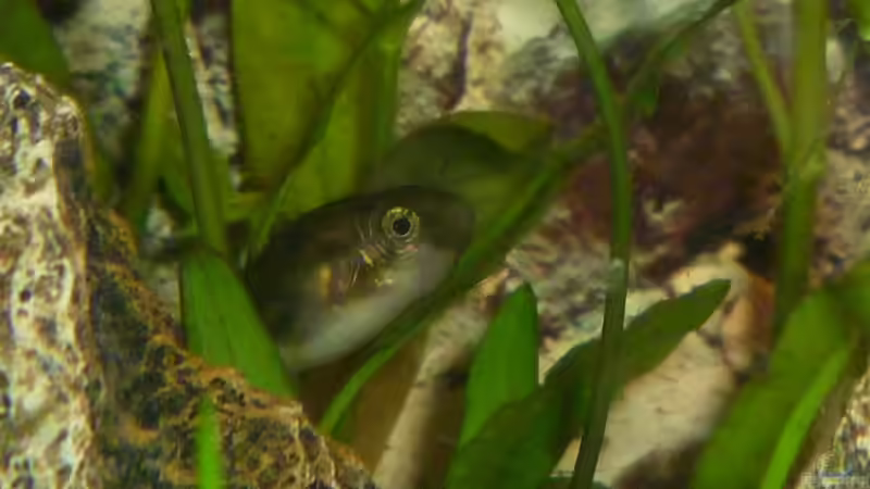 Aquarien mit Zwergkugelfischen (Carinotetraodon travancoricus)