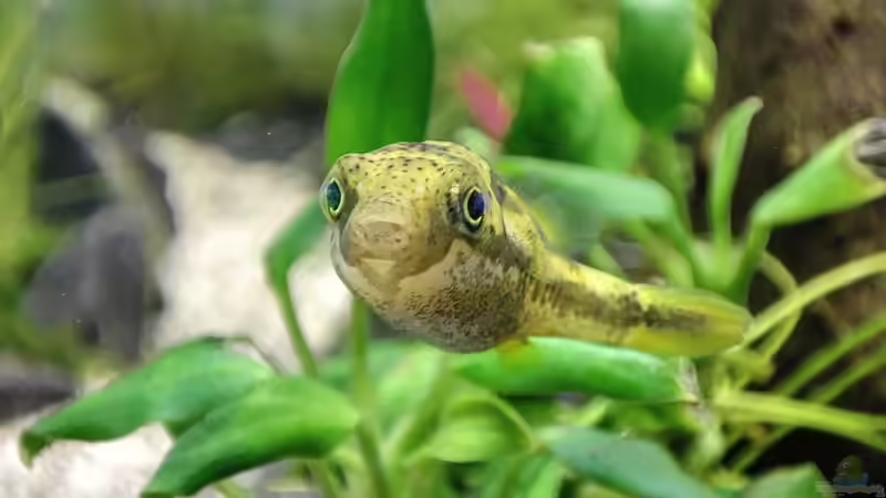 Carinotetraodon travancoricus (Erbsenkugelfisch) von Dany (6)