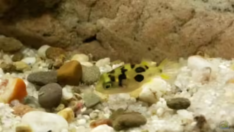 Carinotetraodon travancoricus von J. (13)