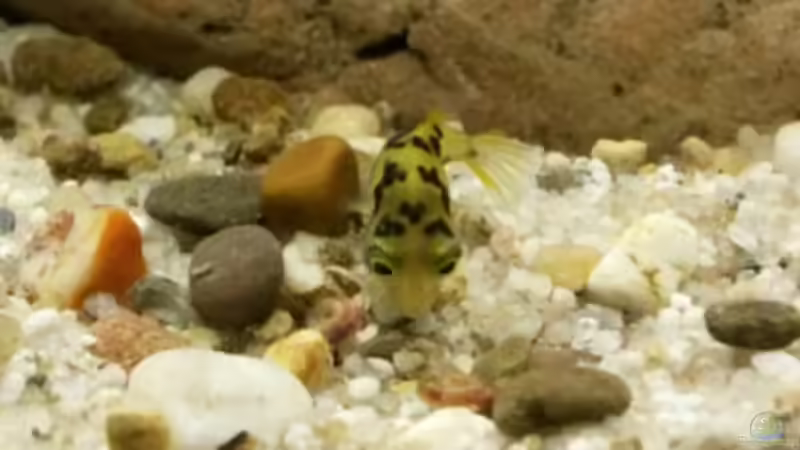 Carinotetraodon travancoricus von J. (14)