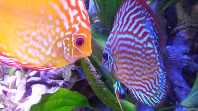 Carlo und Herkules (der Name war schon vorher) begutachten ihre ersten Eier :-) von Sonja N. (2)