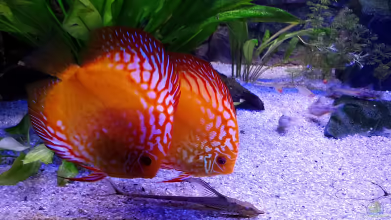 Carlo (vorne) und Mary Poppins (hinten) von Sonja N. (7)