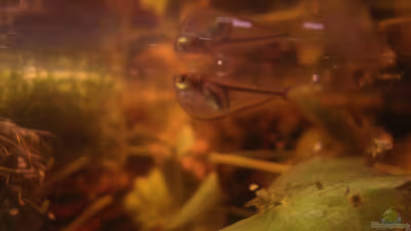 Carnegiella myersi / WF am 10.06.2013 nr. 2 von Südamerikafreak BK (68)