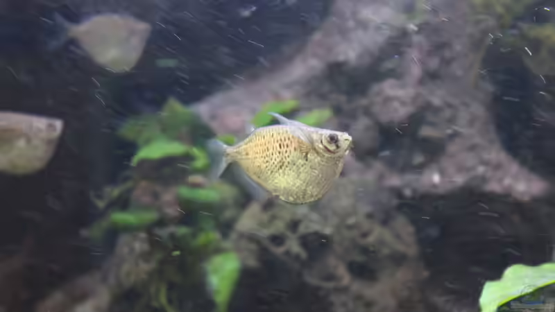 Carnegiella Myersi Gasteropelecus  von maxheadroom (60)