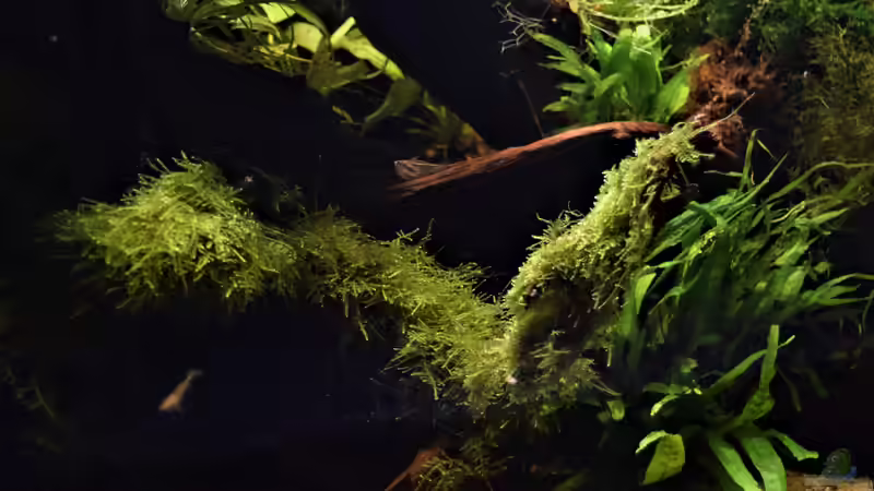 Carnegiella myersi von Junglist (40)