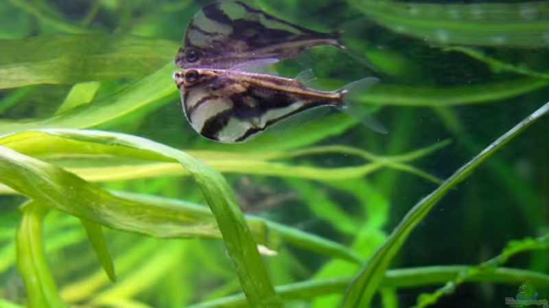 Carnegiella strigata, Marmorierter Beilbauchfisch oder Gestreifter Beilbauchfisch von Der Siems (65)