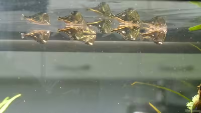 Carnegiella strigata  von erma (13)