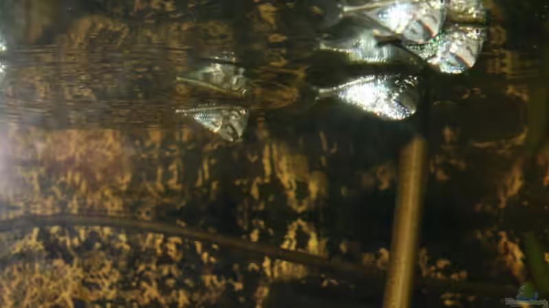 Carnegiella strigata strigata (Marmorierter Beilbauch) von Thorsten313 (4)