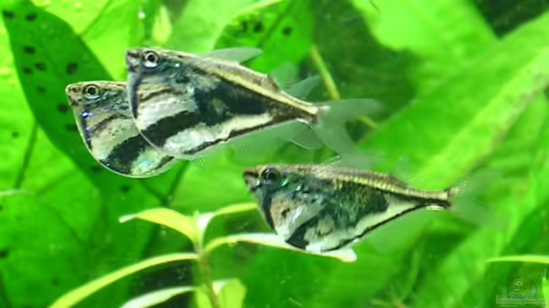 Carnegiella strigata strigata (rechts) und striga fasciata (links) von Christian Grunwald (54)