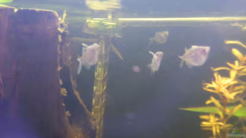 Carnegiella vesca Beilbauchsalmer  von Kai Heermann (20)