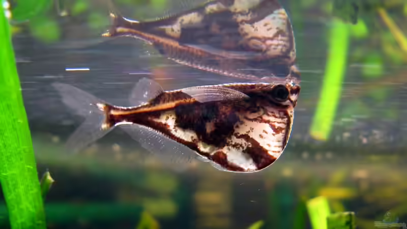 Carniella strigata strigata von Johannes Klopf (18)