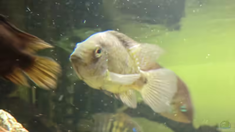 carpinte w von kojandt (21)