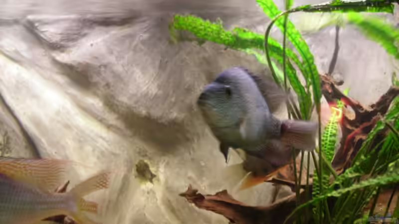 Carpintis von Marc Adrian (5)