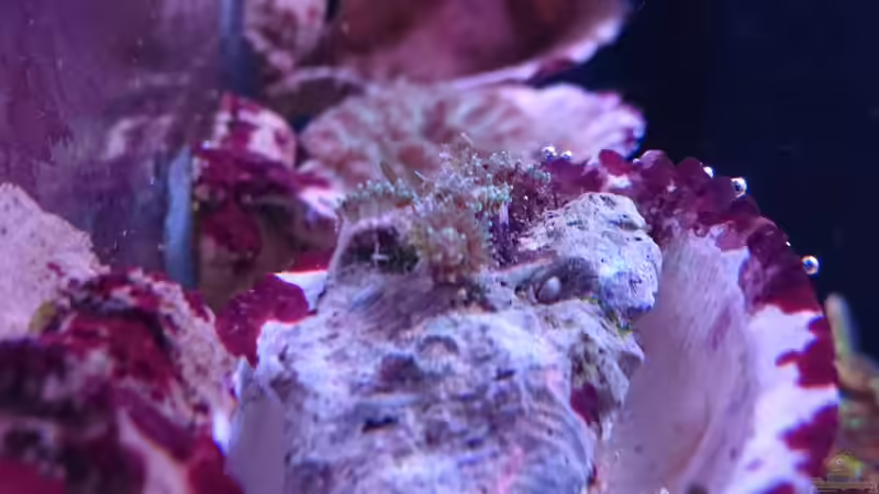 Caryophyllia smithii von WittaMine (60)