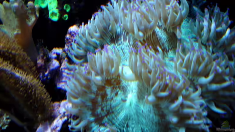 Catalaphyllia jardinei - Wunderkoralle von Sveni (44)