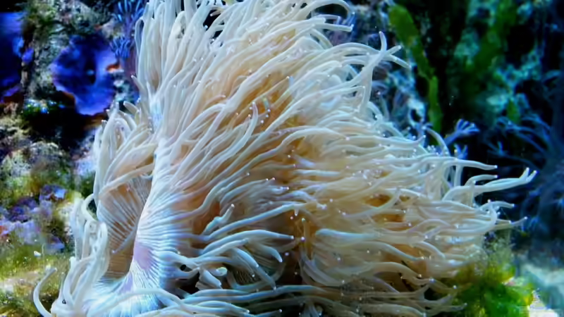 Catalaphyllia jardinei von Malawigo (28)