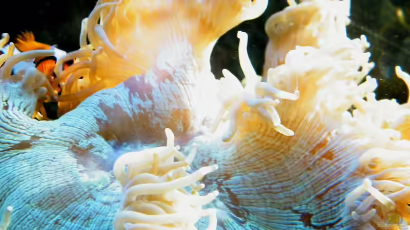 Catalaphyllia jardinei von Malawigo (29)