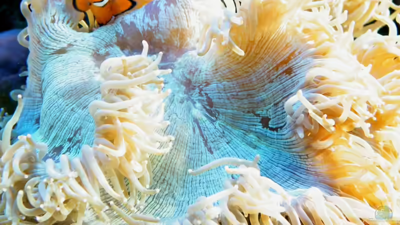 Catalaphyllia jardinei von Malawigo (30)