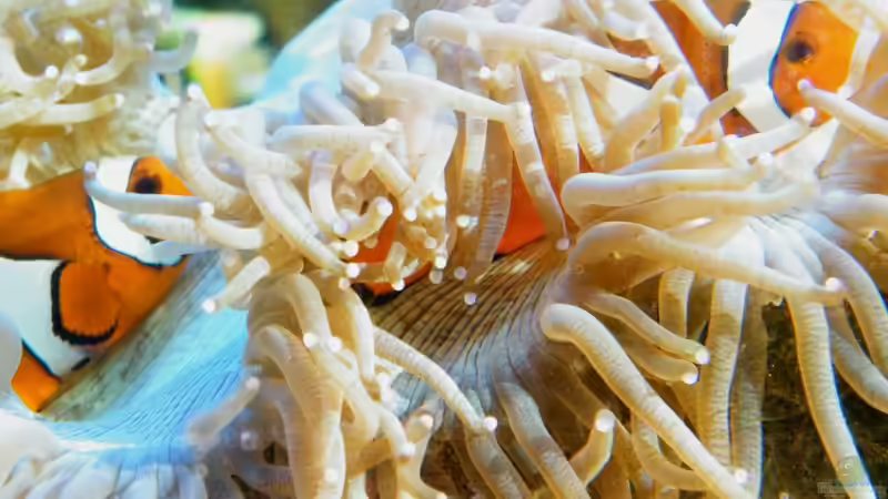 Catalaphyllia jardinei von Malawigo (31)