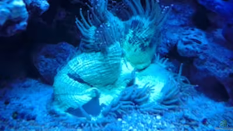 Catalaphyllia von Andreas Stiller (62)