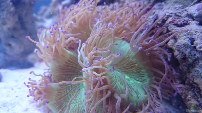 Catalaphyllia von ~Elena~ (23)