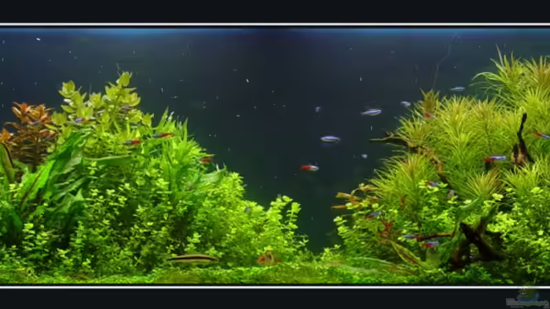 Catalaphyllia von Lars Leonhardt (3)