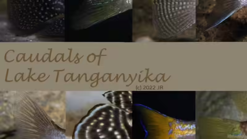 Caudalen  von Cichliden-Kabuff (41)