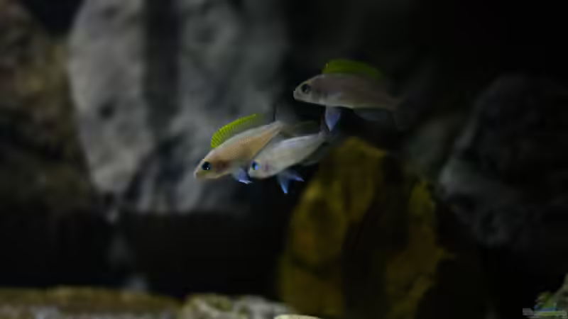 Caudoharem von Koehler (88)