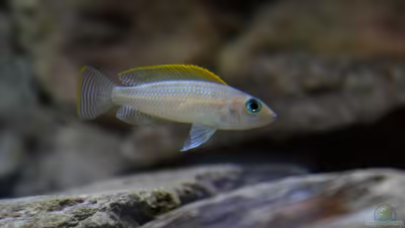 Caudomännchen wie man an dem gelben Saum am Schwanzende sieht von Koehler (39)