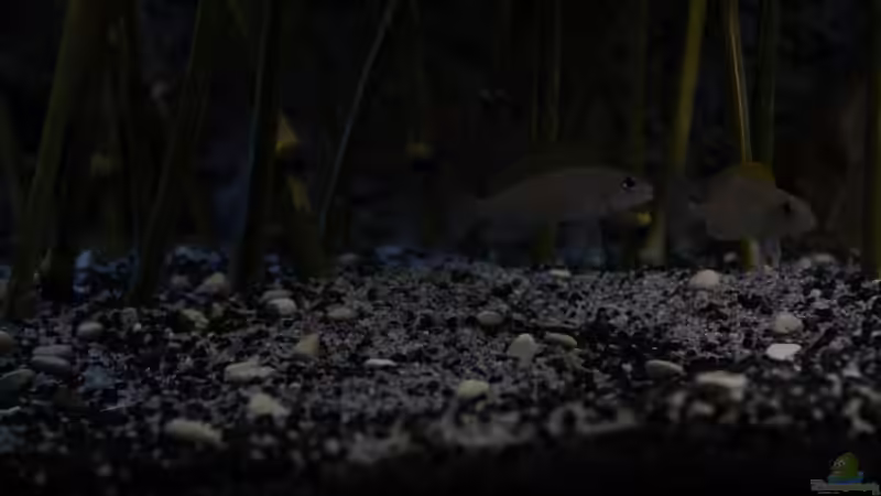 Caudos im Schilf von The Pictus catfish (34)