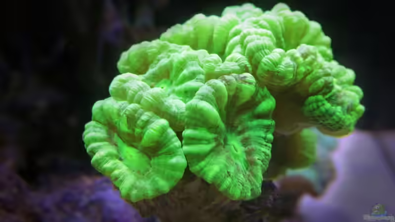 Caulastra curvata ´grün´ von Wolfgang Hutter (12)