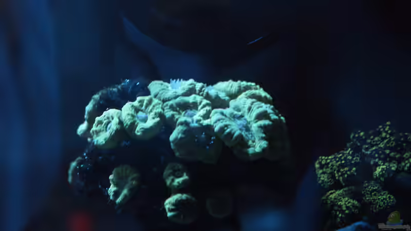 Caulastraea furcata von OperatorD (12)