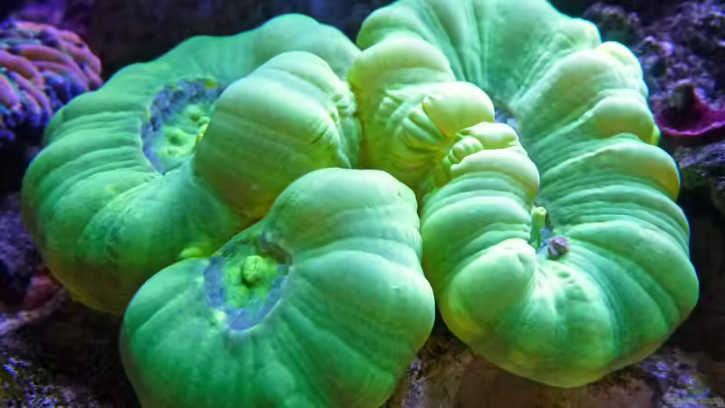 Caulastrea - aus zwei mach vier, Juni 2015 von Summse (33)