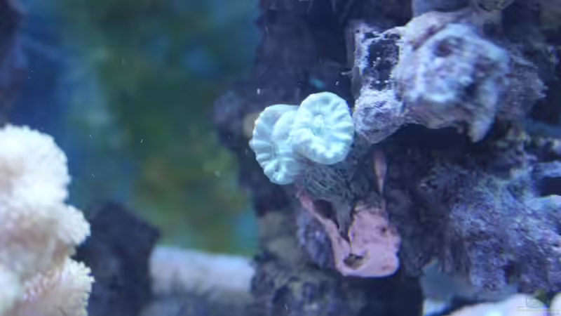 Caulastrea 09.2014 von Jane Vogeler (57)